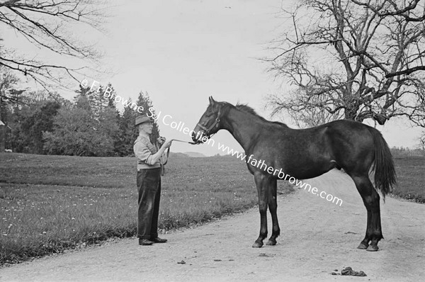 ROCKINGHAM HOUSE   'PANORAMA' COLT